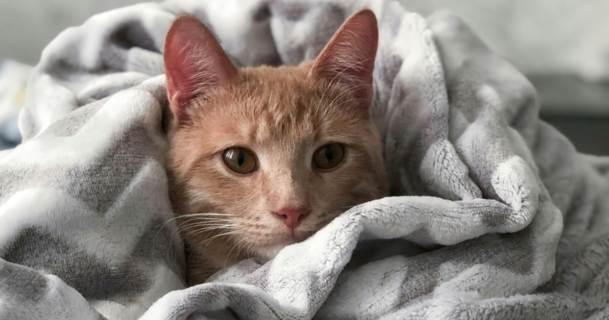 how to wash a heated blanket - The WashRoom Laundry Service A ginger cat snuggled deep inside a plush, patterned throw blanket, highlighting the need to learn how to wash a heated blanket more frequently for pet owners.
