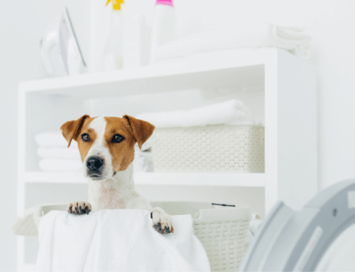 The Ultimate Pet Laundry Guide