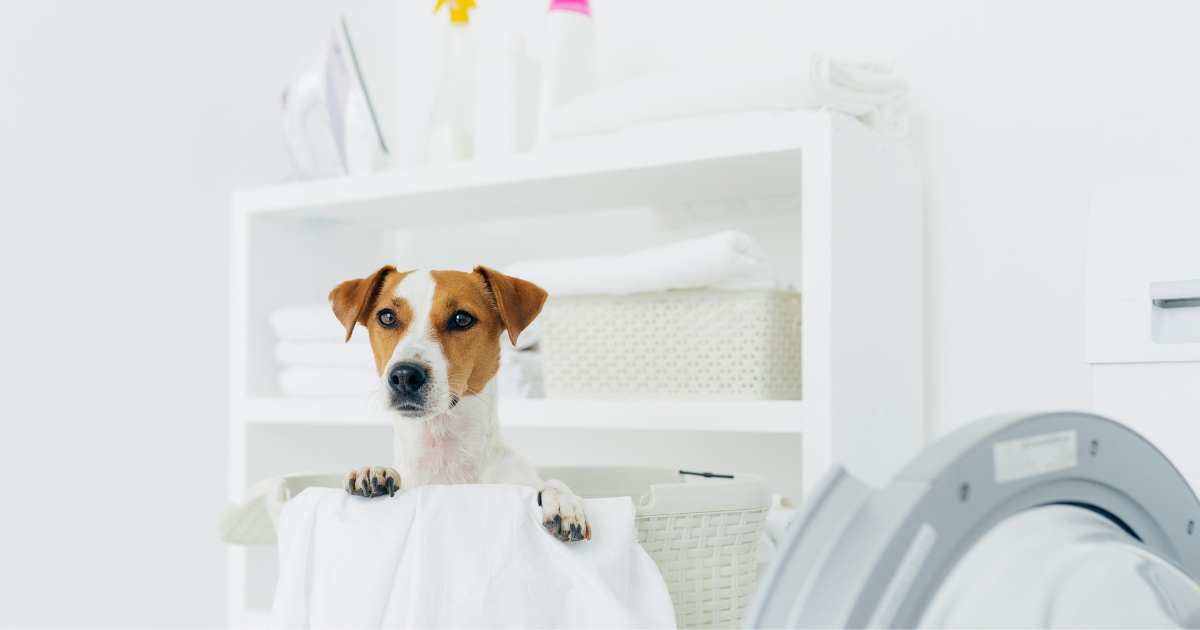 Dog standing in a laundry basket next to a washing machine, symbolizing the start of tackling pet laundry challenges like hair and odors.
