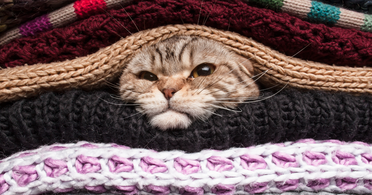 pet laundry - The WashRoom Laundry Service Cat's face emerging from warm blankets, signifying items that require specialized pet laundry care.