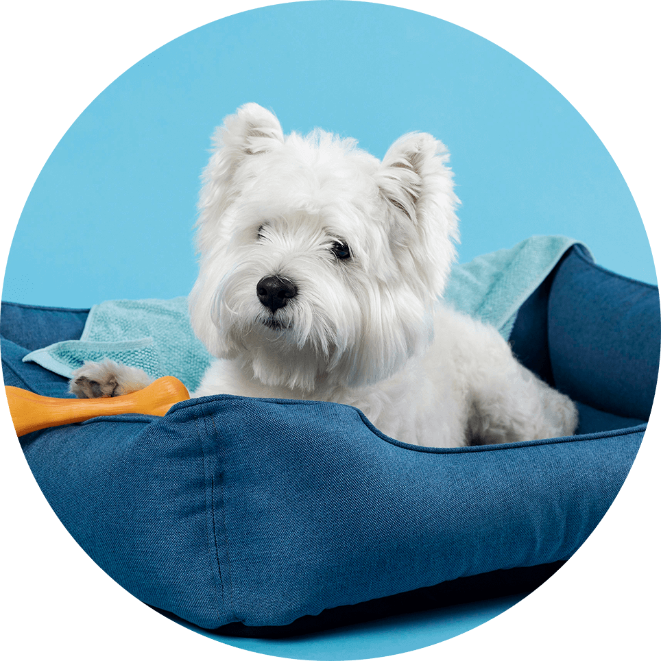 The-Wash-Room-Laundry-Service-Bags-Pet-Laundry Laundry Service in Charlotte NC - The WashRoom Laundry Service