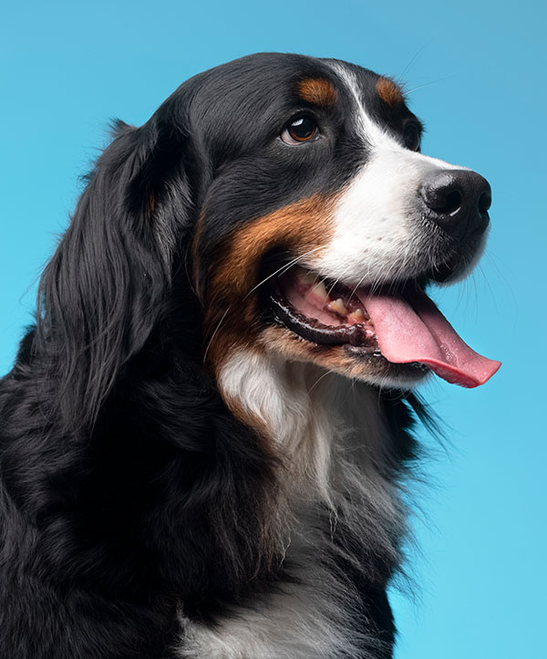 The-Wash-Room-Laundry-Service-Pet-Laundry-dog-portrait-1 - The WashRoom Laundry Service