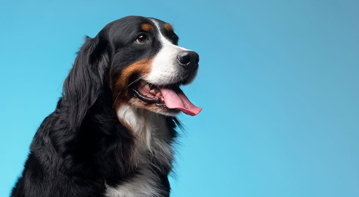 The-Wash-Room-Laundry-Service-Pet-Laundry-dog-portrait-2-wide - The WashRoom Laundry Service