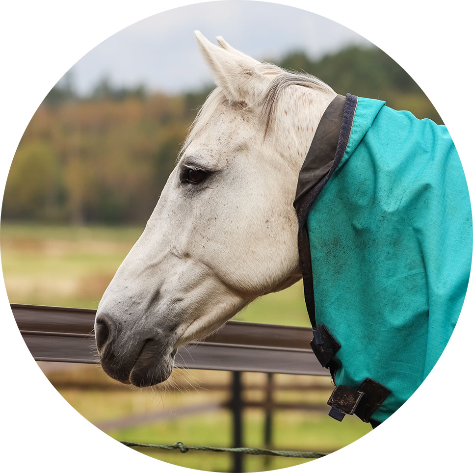 horse-blanket-cleaning-circle - The WashRoom Laundry Service