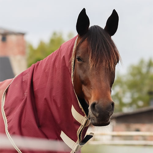 horse-blanket-cleaning-inset - The WashRoom Laundry Service