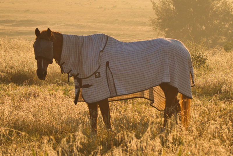 horse-blanket-inset-large-2 - The WashRoom Laundry Service